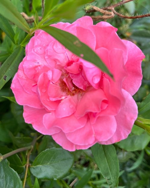 4EAFD43A-325F-4EC3-B98D-4D99FEF509C4 - Trandafiri la balta 2023 2