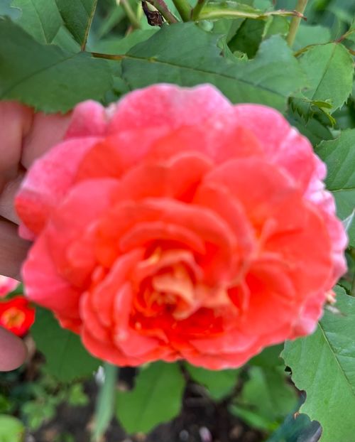 3EC4573D-F852-48C8-B439-006E05A496AC - Trandafiri la balta 2023 2