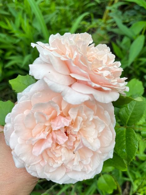 30D94551-B4EB-4BEC-977A-EA7C009F6987 - Trandafiri la balta 2023 2