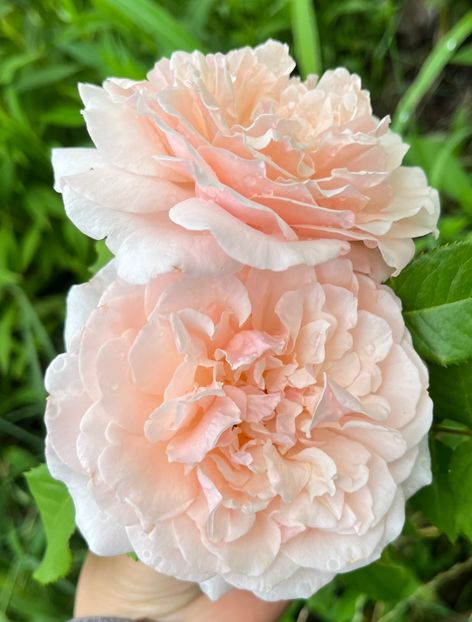 85EB8E31-CD3A-49D2-AE4D-BFD283CC9DD4 - Trandafiri la balta 2023 2