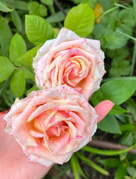 54F3AC57-24BB-47D0-8B01-1758E3FABCD1 - Trandafiri la balta 2023 2