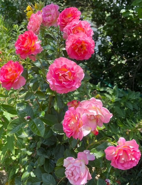 Pink paradise - Trandafiri la balta 2023 2