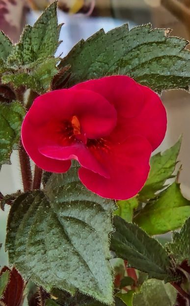 Serge's Fantasy - Achimenes 2023