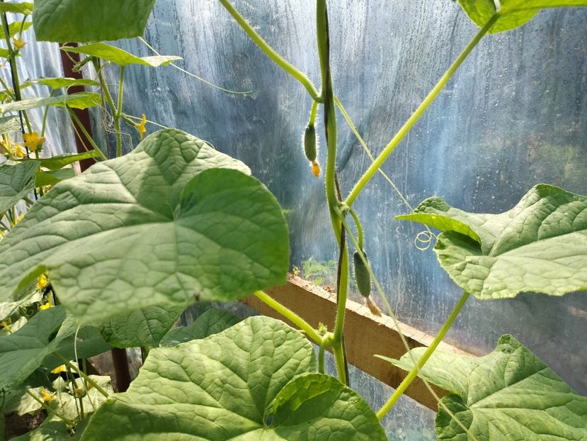 IMG20230627095521 - solarul