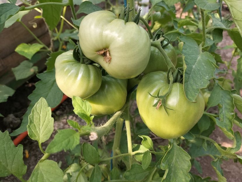 IMG20230627095506 - solarul