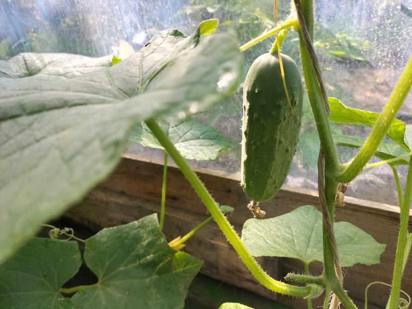 IMG20230627095322 - solarul