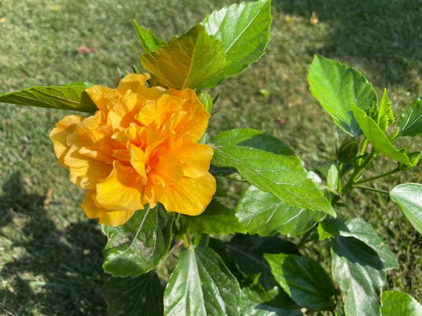 4EA406F1-AEA7-4F55-A921-B57A382BADF1 - 001 - Hibiscusi