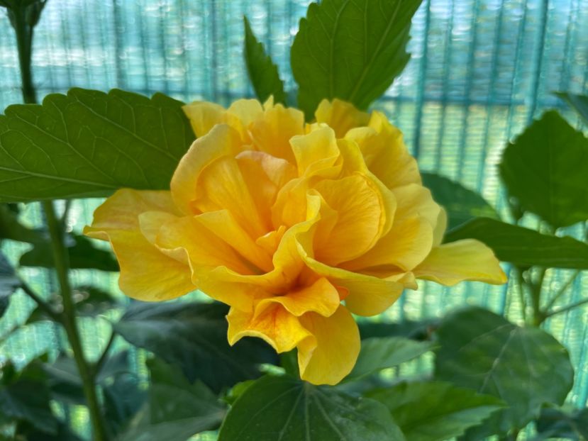 399F622F-2F19-477C-A515-F158CAA19A94 - 001 - Hibiscusi