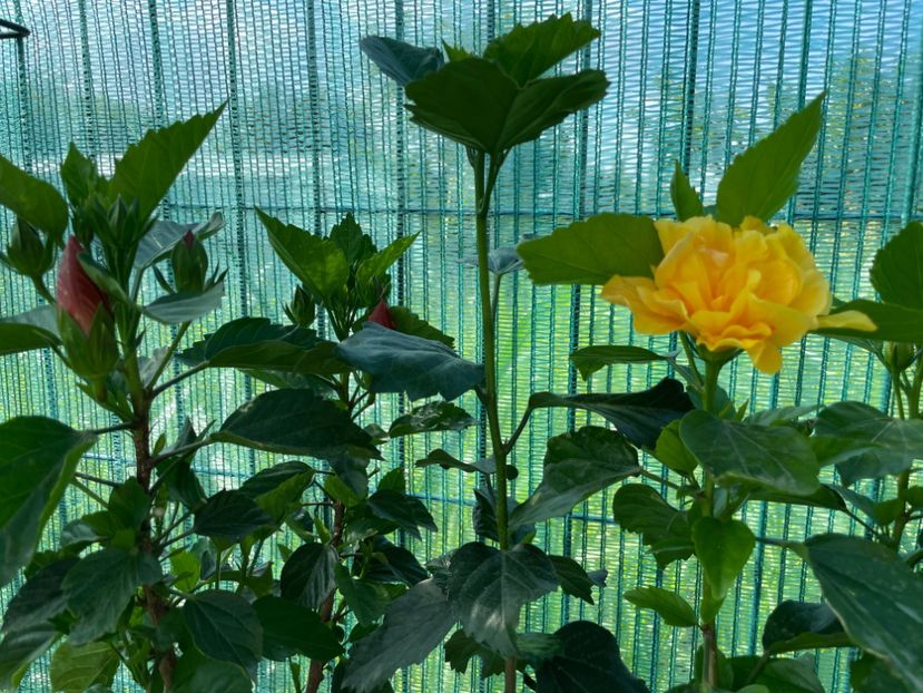 A6B916A8-3A9A-49D9-8CC2-4C2A093F1D13 - 001 - Hibiscusi