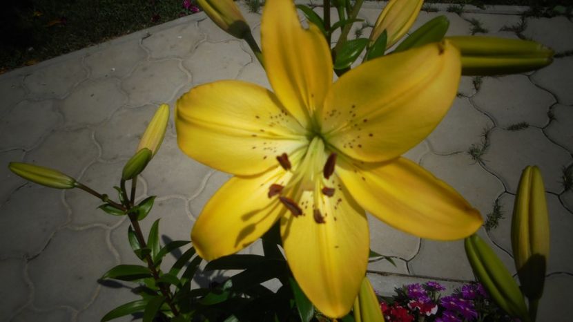 Hemerocallis - Splendori in gradina
