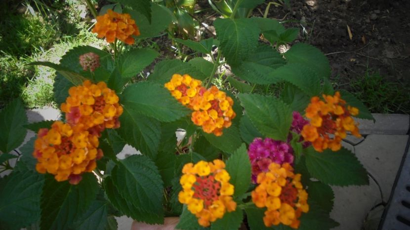 Lantana,cameleonica - Splendori in gradina