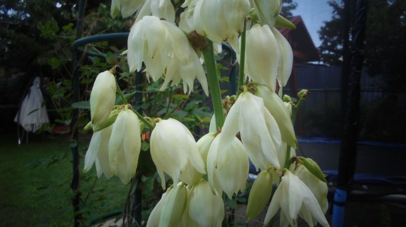 Yucca filamentosa - Splendori in gradina