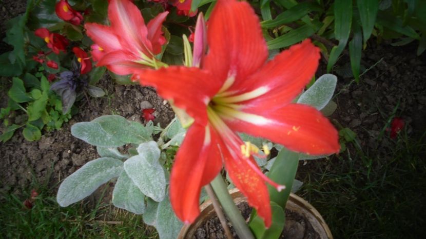  - Splendori in gradina