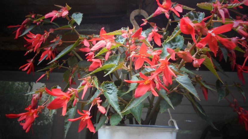 Begonia boliviensis - Splendori in gradina