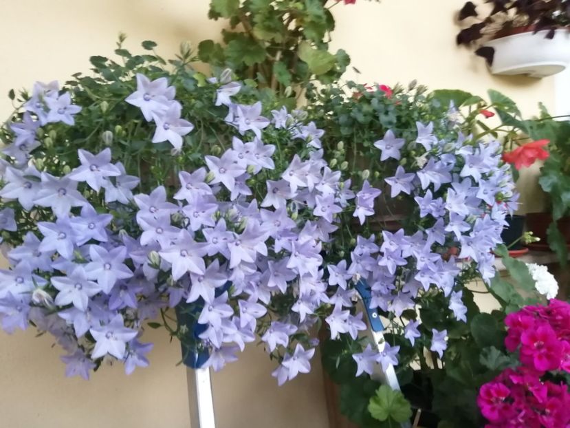  - Campanula