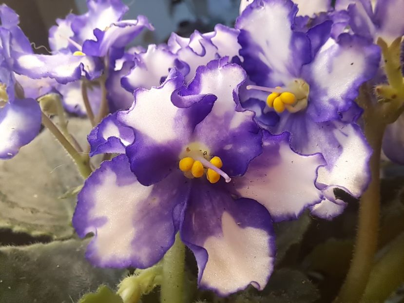  - Violeta Optimara Chico sport?