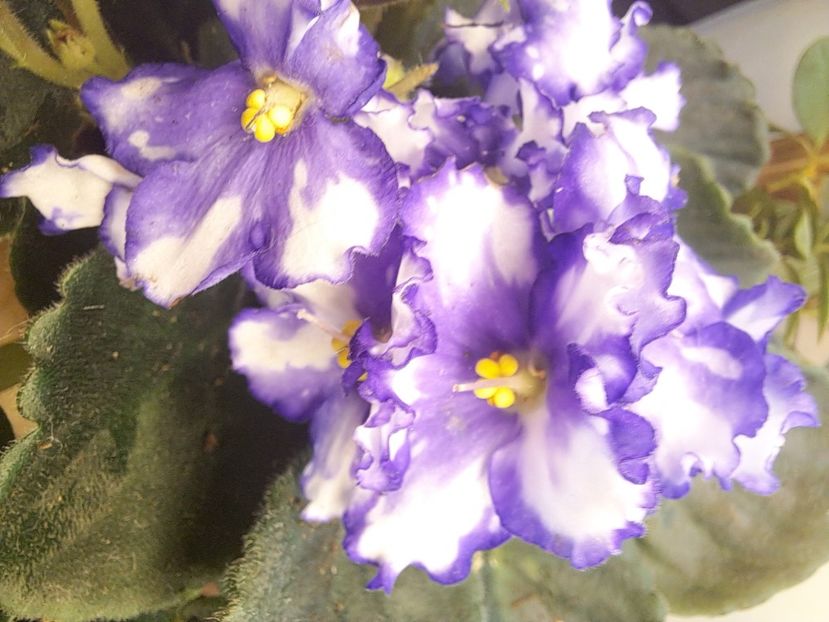  - Violeta Optimara Chico sport?