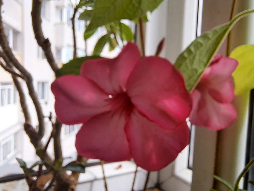  - Adenium obesum