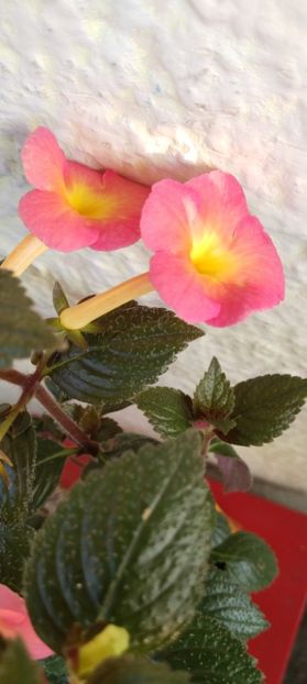 - Peach Cascade