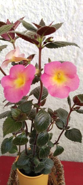  - Peach Cascade