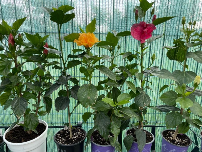 CB5FBA9A-2DE4-4241-9984-4DB84E691391 - 001 - Hibiscusi