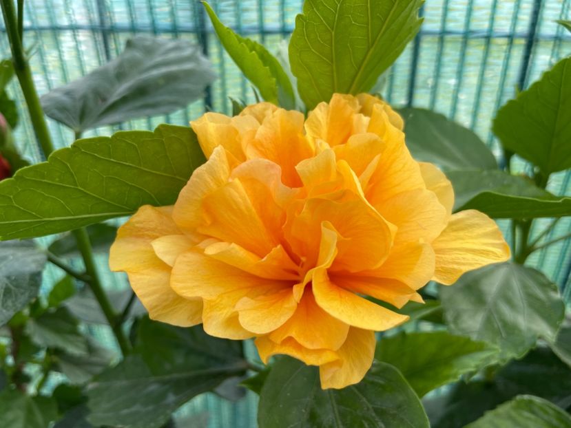 2D82E9B2-6FC5-493F-A457-FC17515EF6B9 - 001 - Hibiscusi