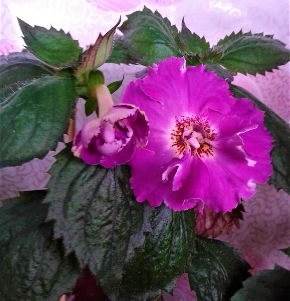 20230628_094055-1 - 0000 ACHIMENES