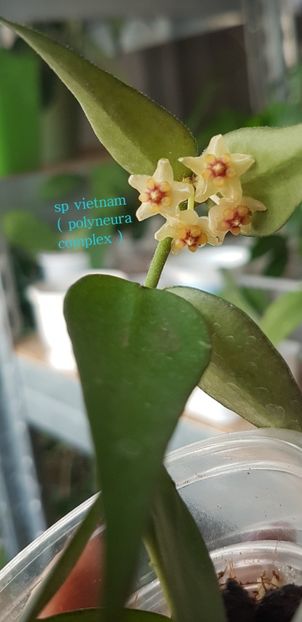 - polyneura complex sp vietnam