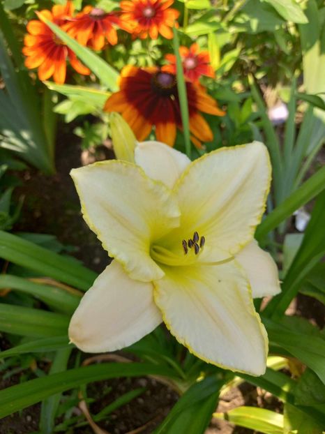  - Hemerocallis