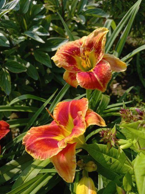  - Hemerocallis