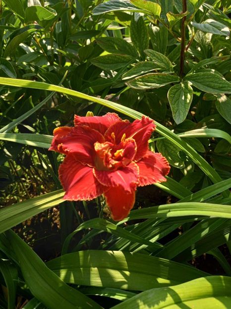  - Hemerocallis