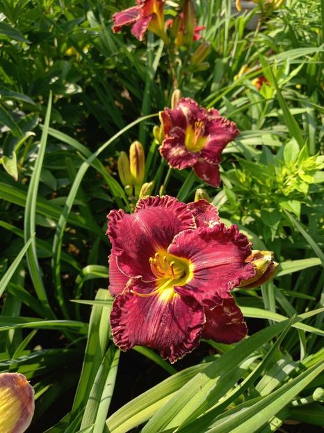  - Hemerocallis