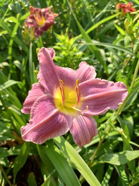  - Hemerocallis