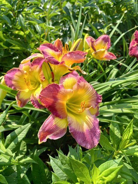  - Hemerocallis