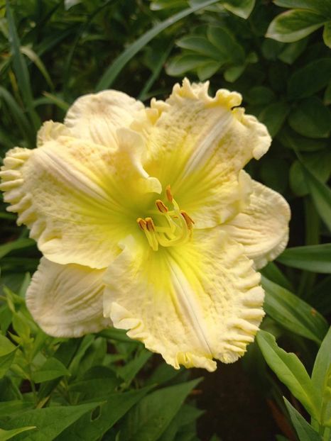  - Hemerocallis