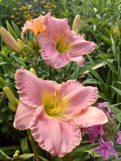  - Hemerocallis