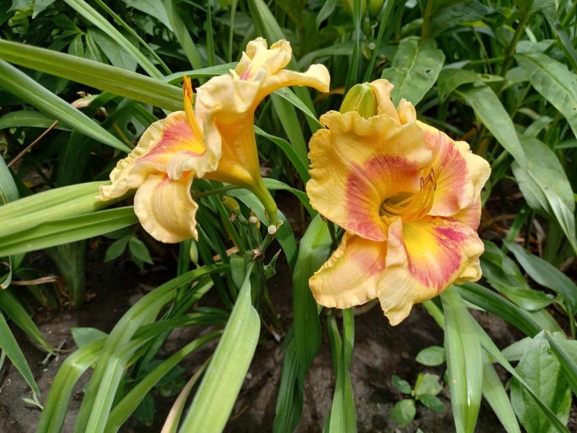  - Hemerocallis