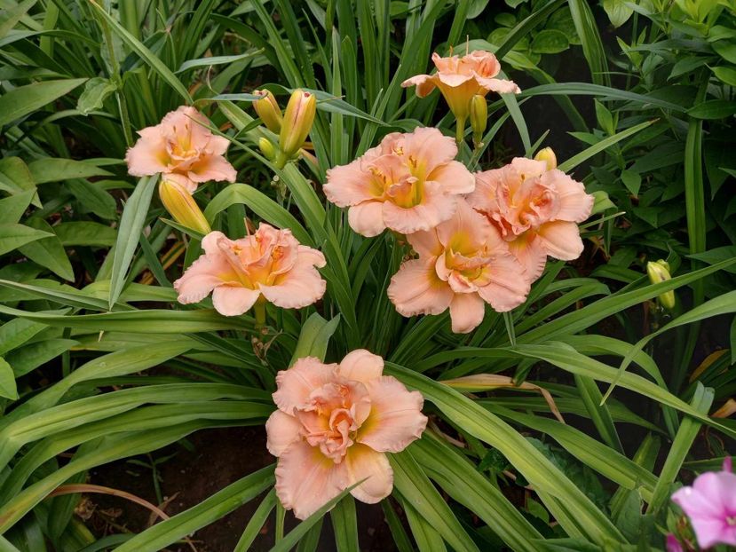  - Hemerocallis