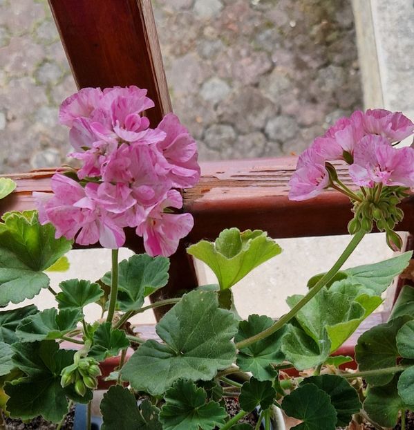  - Mosaic pink