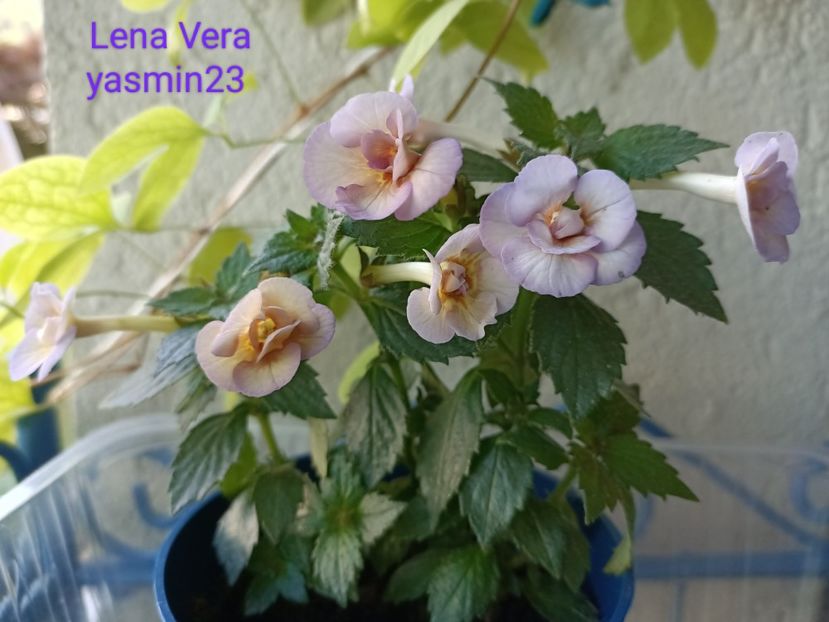 27.06.2023 - Lena Vera