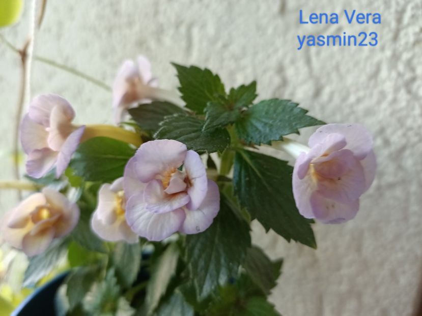 27.06.2023 - Lena Vera