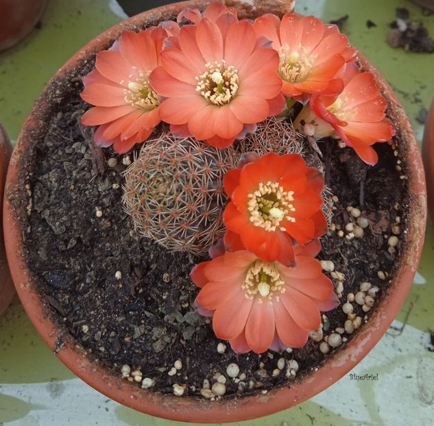  - Rebutia pygmaea