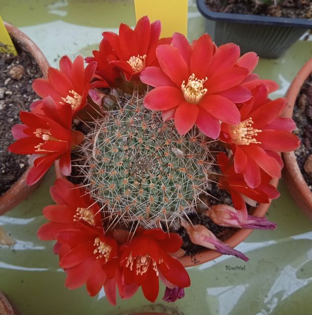  - Rebutia poecilantha