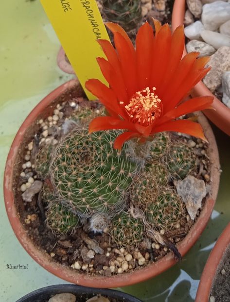  - Lobivia arachnacantha cv orange