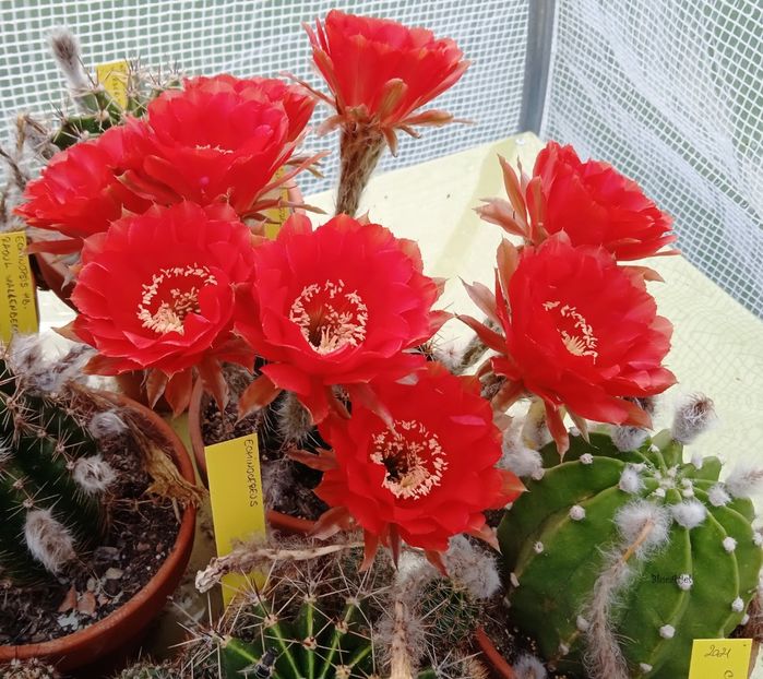  - Echinopsis hb Firelight
