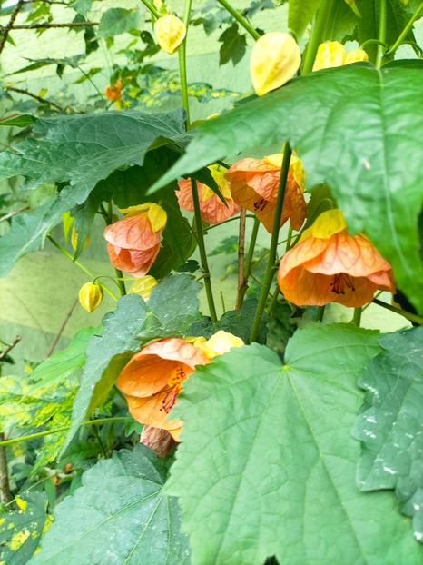 IMG20230628120430 - Iunie 2023 vol 2