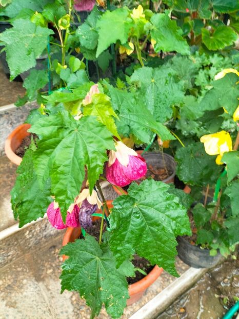 IMG20230628120419 - Iunie 2023 vol 2