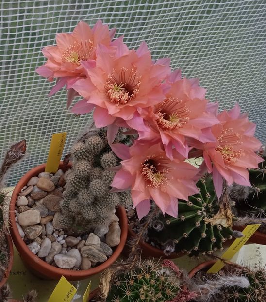  - Echinopsis hb Ishtar
