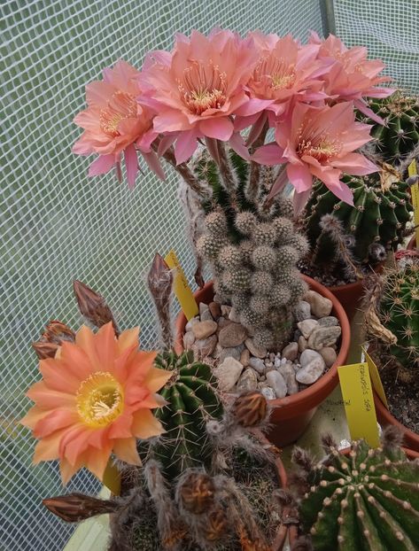  - Echinopsis hb Ishtar