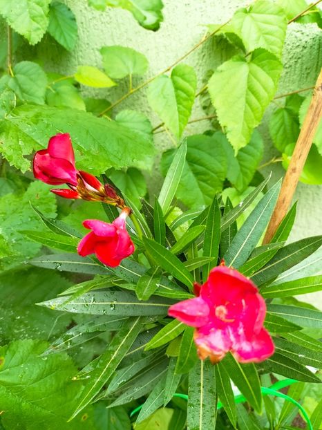 IMG20230628120112 - Iunie 2023 vol 2